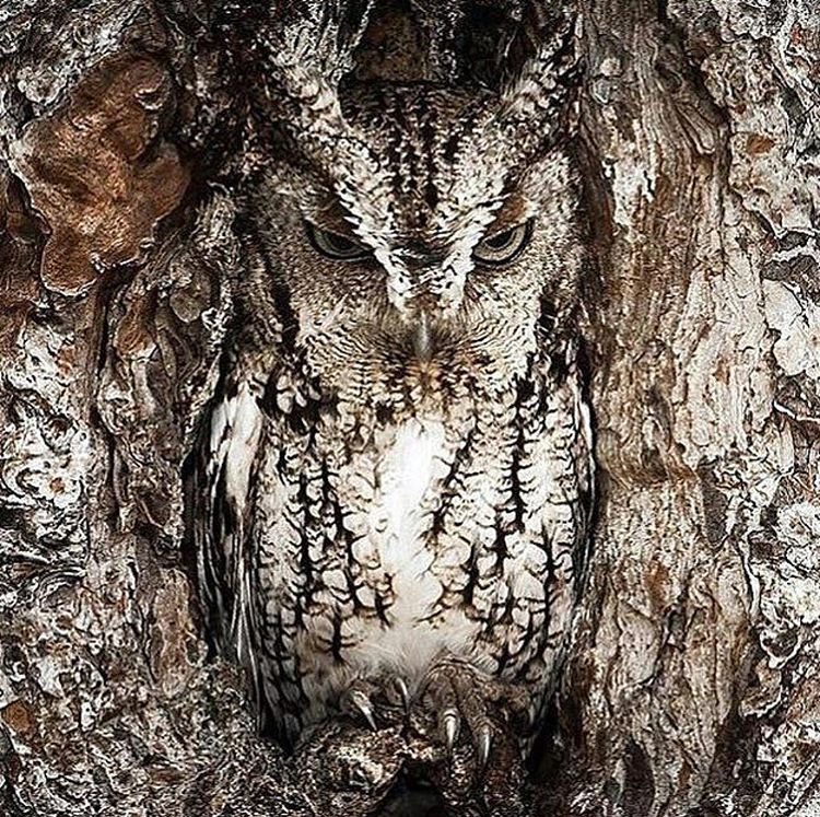 This owl is the master of disguise 😳😎👌 RT if you'd love to see one in the wild 😍🦉
#bucketlist #animal