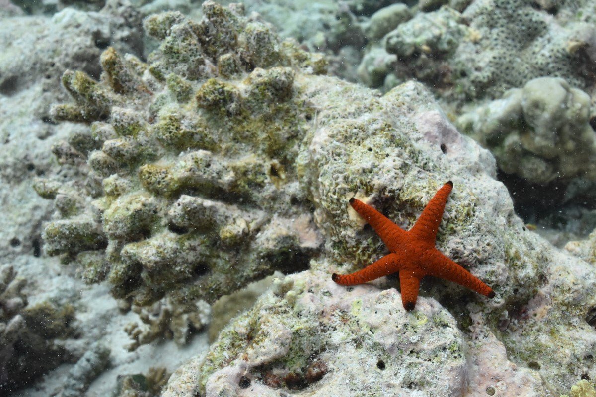 hagen_oskar's tweet photo. Beautiful and tragic at the same time. #ReeFISH @ReeFishNews @ETH_research @IUCN_Maldives https://t.co/4ZVHqvyOhM