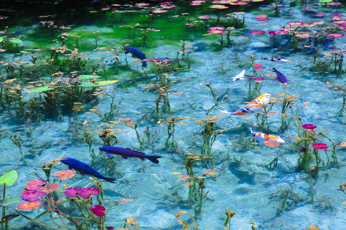 INSH on Twitter: "Monet's Pond, located in Seki City of the Gifu ...