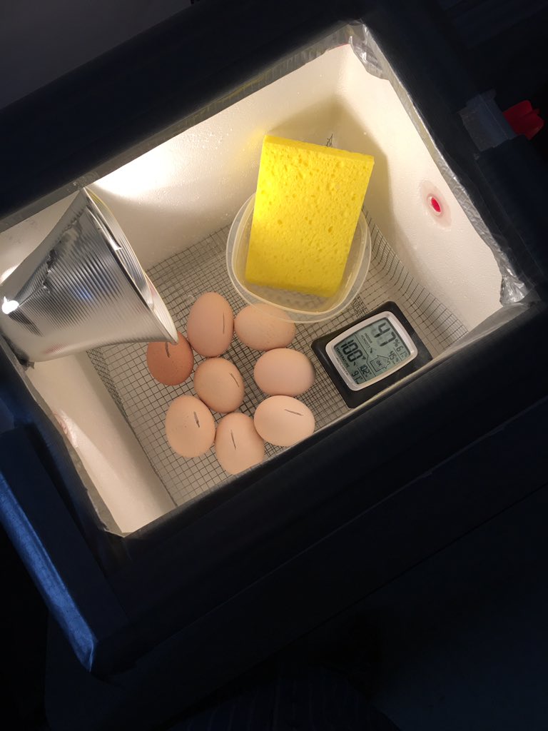 We got our eggs today!!!! Caterpillars and tadpoles should be here shortly!!  #hatchery <a href="/CompassHMC1/">Compass Elementary</a> <a href="/elainej/">Elaine Joseph</a>