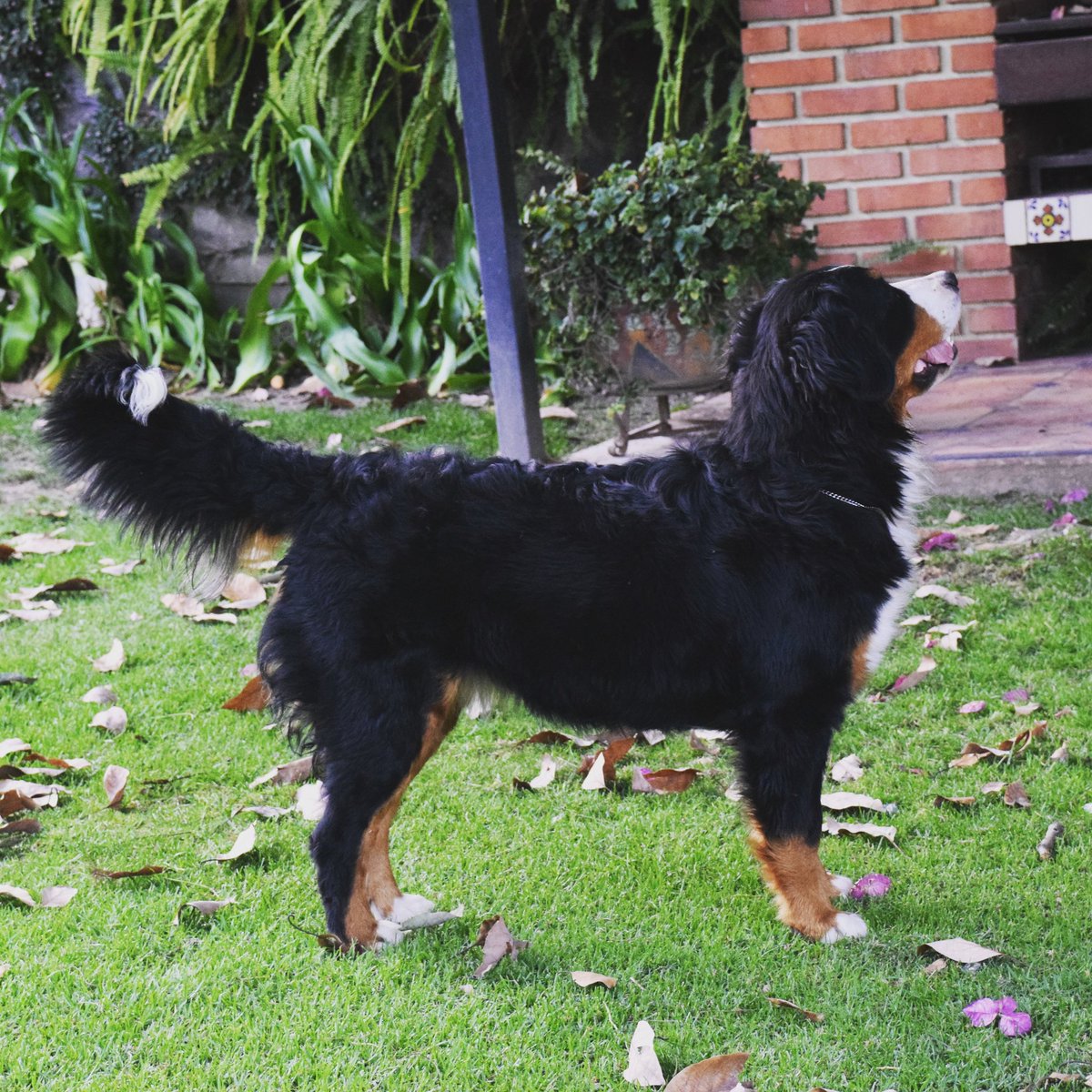 BernesEthel's tweet photo. Miren! Una ardilla! #bernesemountaindog #dog #dogoftheday #dogsoftwitter #perros #happytuesday #perro #dogslife #DogLover https://t.co/wDrz9lKpnP
