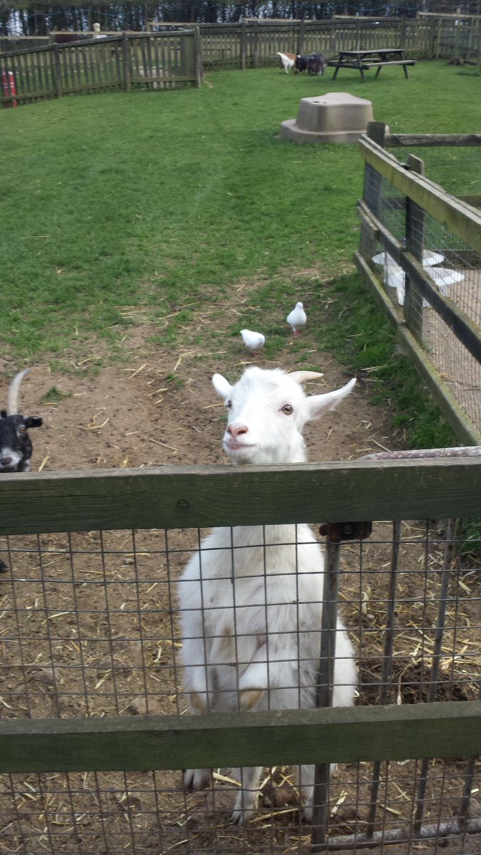 Aabzafg's tweet photo. In Islam, all animals are believed to praise God, even if this praise is not expressed in human language. https://t.co/5SuXLlXrkB