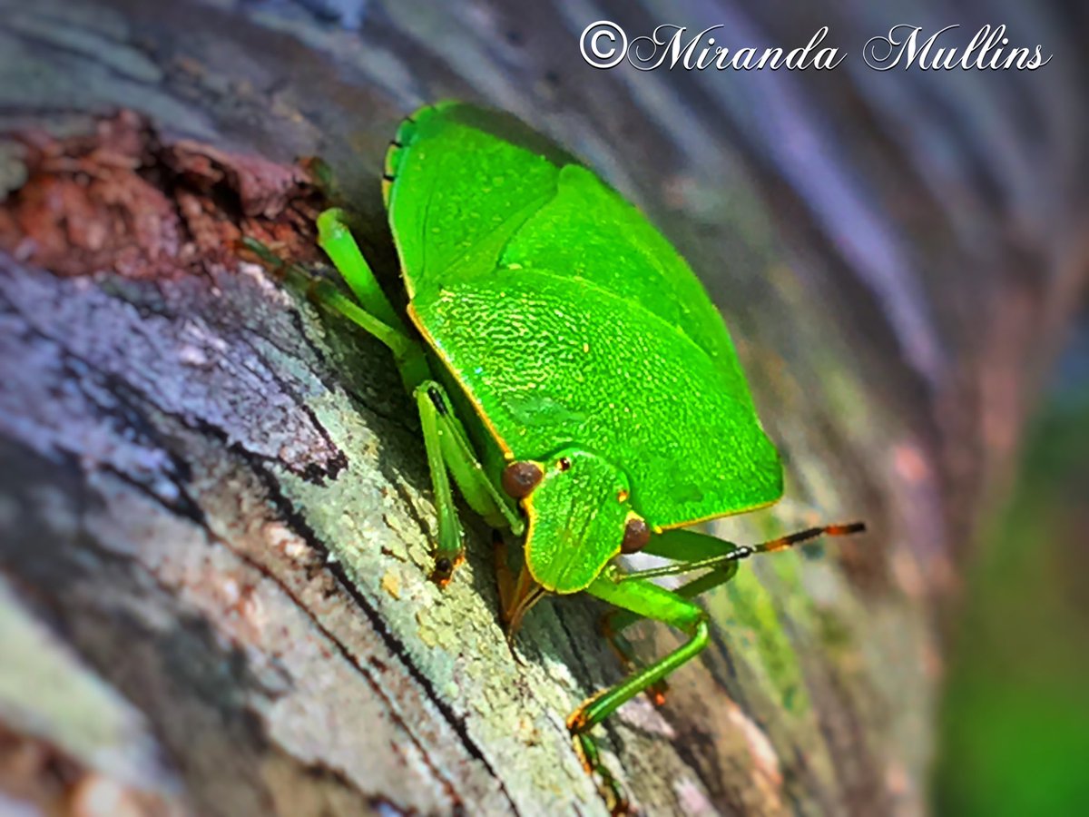mullins_mm's tweet photo. #outside #bee #bradfordpeartree #greenstinkbug #nature #spring @VAs_Baby1880 @AppalachianPro1 https://t.co/ICwM9HUbBE