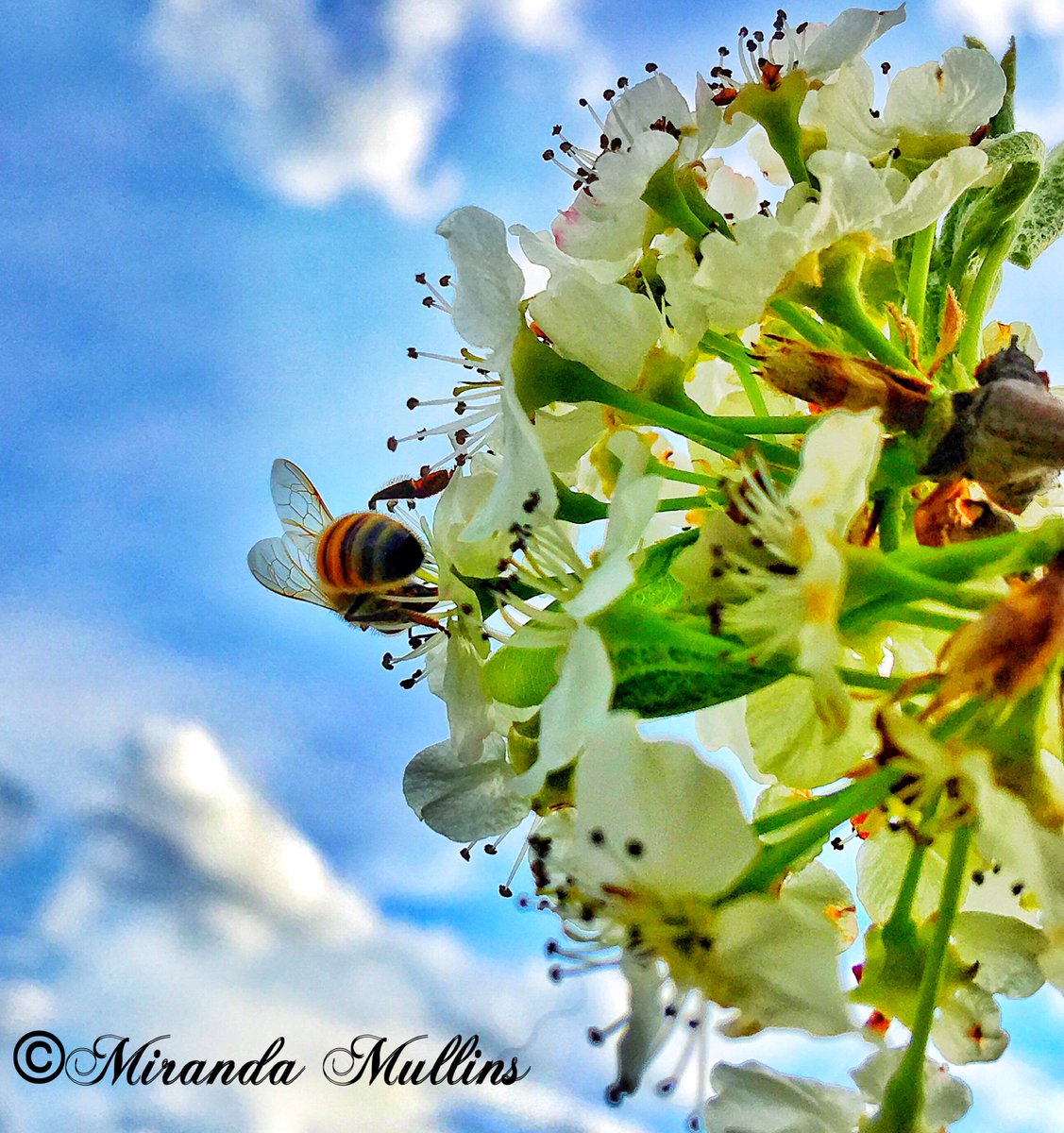 mullins_mm's tweet photo. #outside #bee #bradfordpeartree #greenstinkbug #nature #spring @VAs_Baby1880 @AppalachianPro1 https://t.co/ICwM9HUbBE