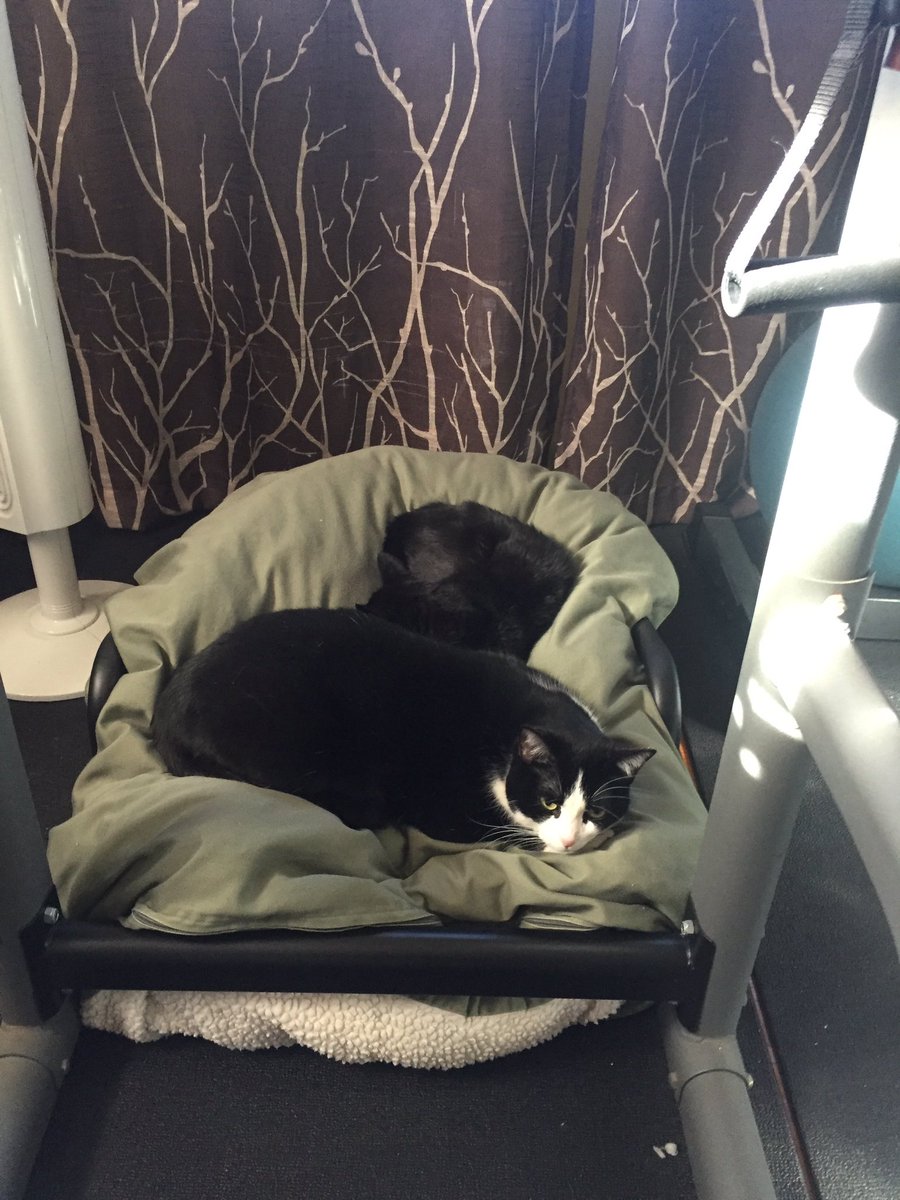 1Lifecc's tweet image. This is just plain silliness and happens regularly in our house. Anyone else?
#fillingmyballoons #1lifecc

facebook.com/thisispawsome/…