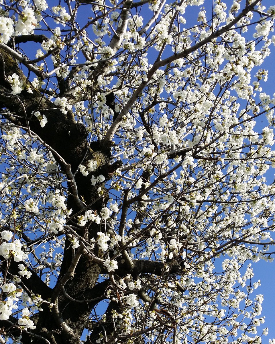 Fiorel76Nadia's tweet photo. Fioriture di primavera!! #natura#fioribianchi#cieloazzurro https://t.co/BjBayoqZT1