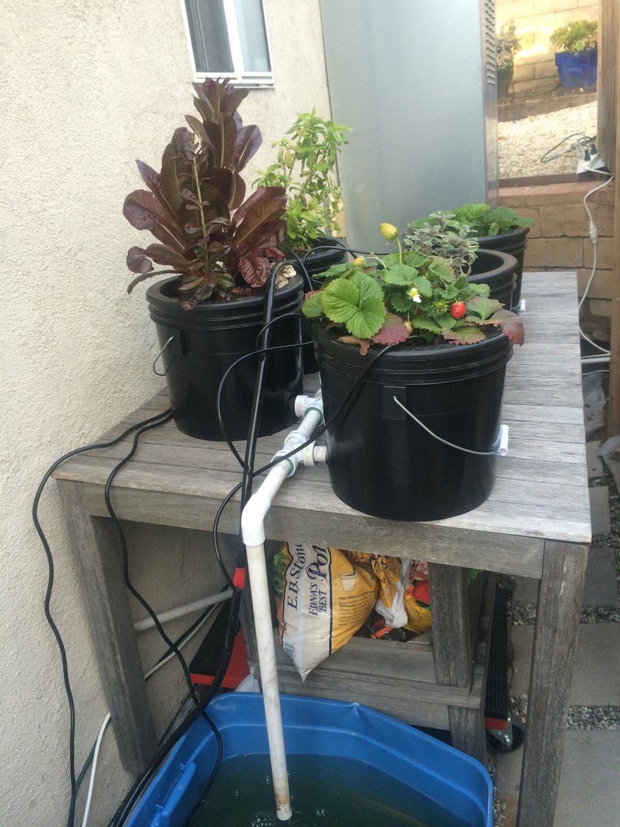 CAKEprogram's tweet photo. Hydroponic farming: just another skill we teach at CAKE https://t.co/vJ4iX9k4A4