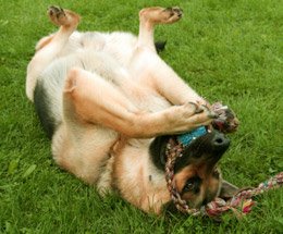 HazelSquier's tweet photo. For the best in Dog Obedience Training get Secrets to Dog Training! https://t.co/g9rWdGZgUl   #dogtaining #trainingdog #puppiestraining https://t.co/ywcWlKz5PI