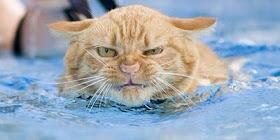 TimStephens_'s tweet photo. Note to Men: Telling a woman to 'calm down' works about as well as trying to baptize a cat. #TipsFromTim https://t.co/97Je4vgEg1