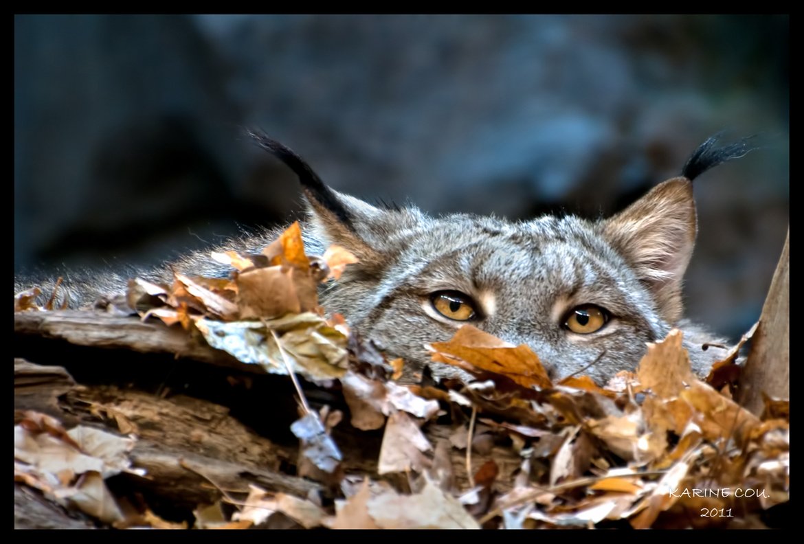 (HourlyCat Image)