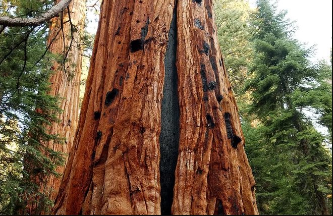 How Gobi Desert dust has helped sustain California's huge trees
goo.gl/op431d