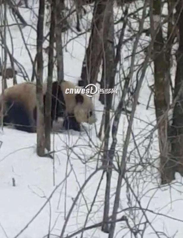 pandas_fr's tweet image. Tourists observed a wild #panda in the Sanguanmiao area of the #Foping Nature Reserve- #Qinling Mountains panda.fr/des-touristes-… #wildpanda