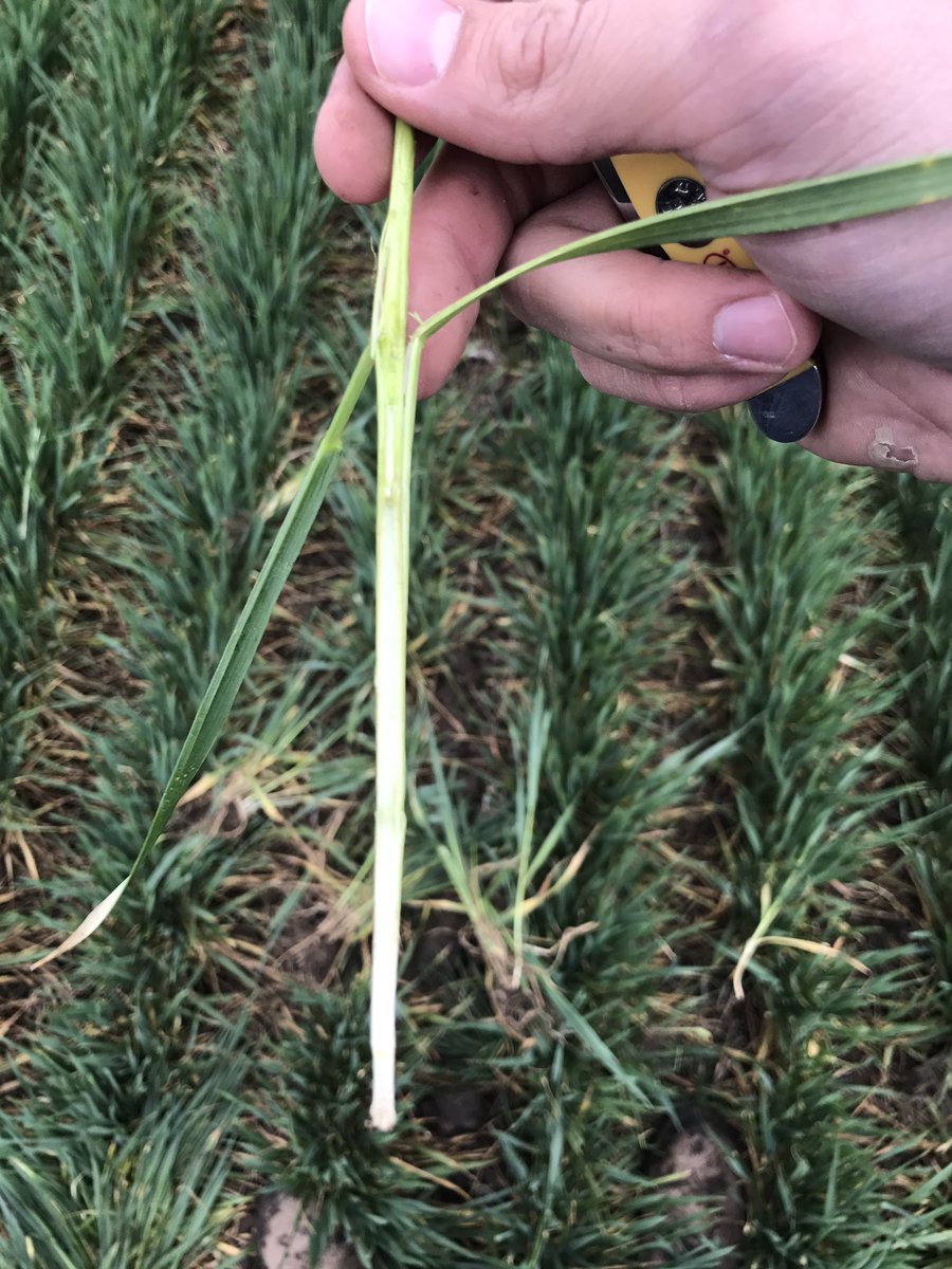 KSUWheat's tweet photo. Intensive management plots near Lorraine KS got first fungicide shot yesterday just passing jointing in early varieties @KansasWheat https://t.co/Xph5LLRPwz