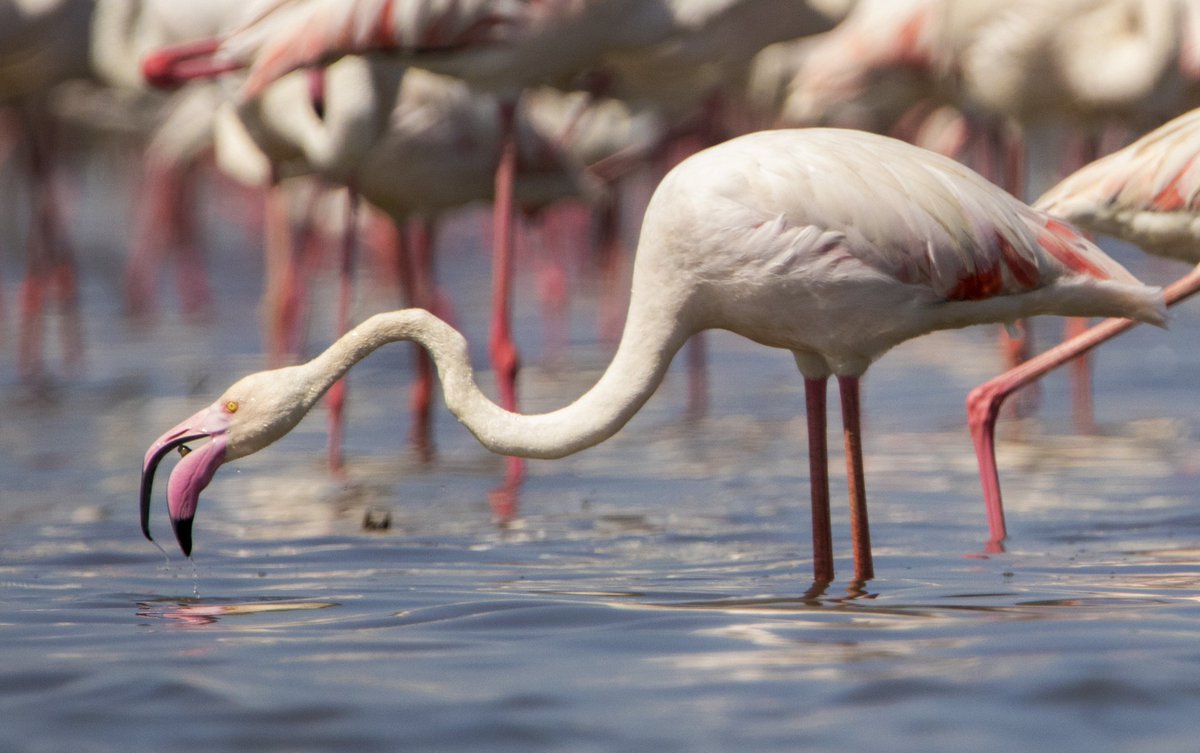 wildlifephoto_'s tweet photo. @NiallPMcCann @Nigelmarven @NatGeo @NatGeoPhotos @NatGeoChannel Greater Flamingo.... https://t.co/gasnFWMUgE