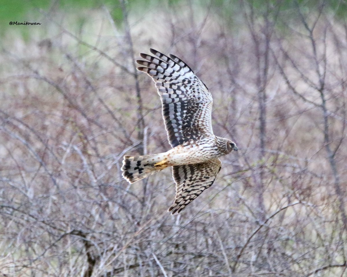 Manitowan's tweet image. Skies were alive with Wild yesterday at #boundarybay #DeltaBC  @weathernetwork @CanGeo Untamed skies rock!