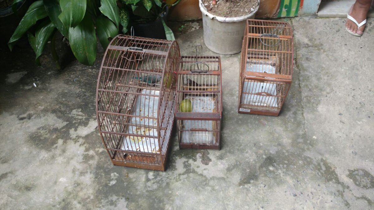 SegurancaRJ's tweet photo. Pássaros silvestres são resgatados de cativeiro em Mangaratiba, pela @PMERJambiental, após informações do #LinhaVerde (+) https://t.co/DBsDv3YuhY