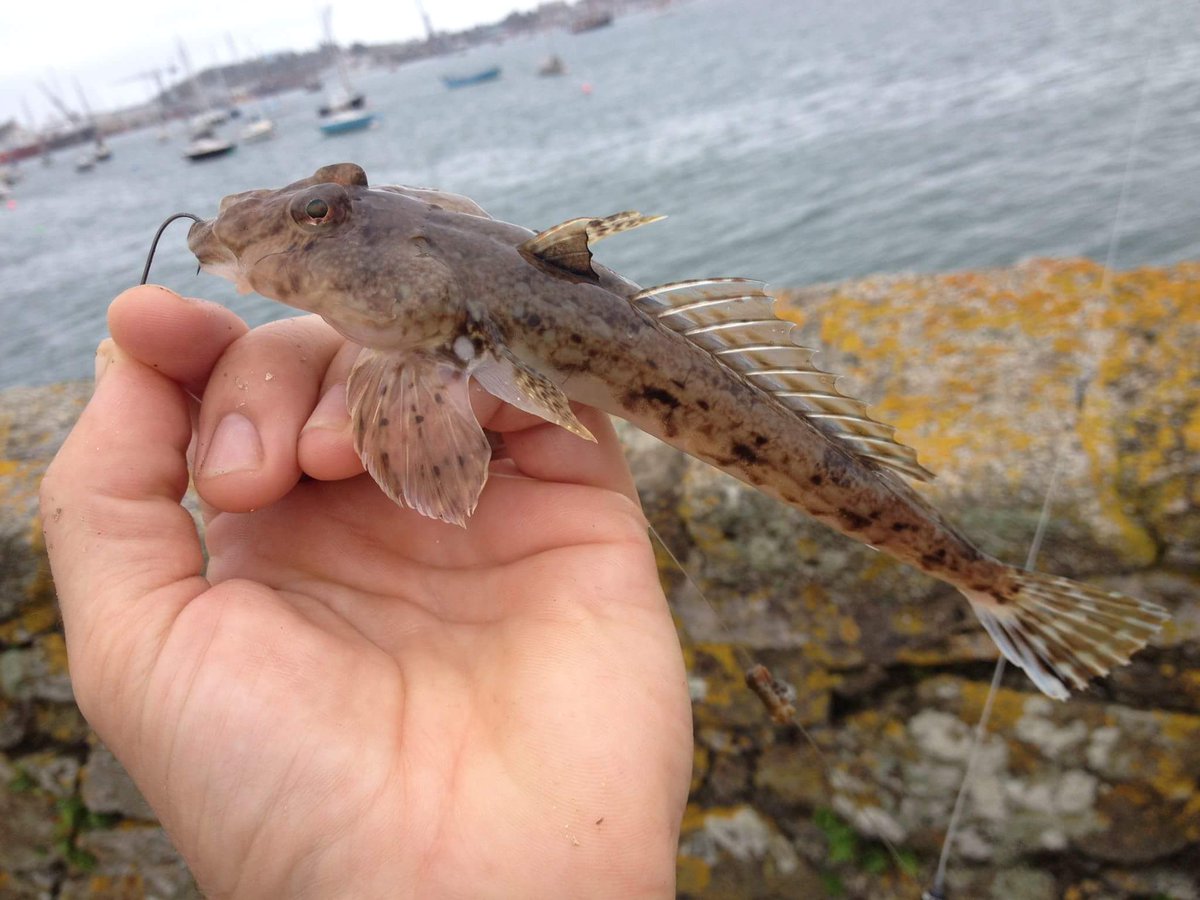 Kernowfishing's tweet photo. A species hunt is great competion amongst friends. The small fish count too #visitcornwall #tryfishing https://t.co/ZSzVWkNrPL