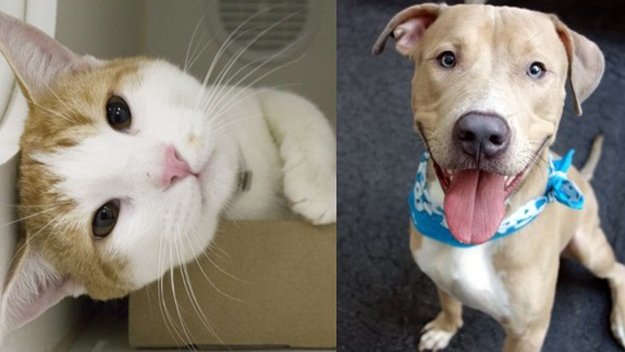 UncagedNY's tweet photo. It's important for the public to testify for increased funding for ACC city animal shelters. Council hearing 3/29! https://t.co/7zStqBw0vH https://t.co/Dttzl6ExdP