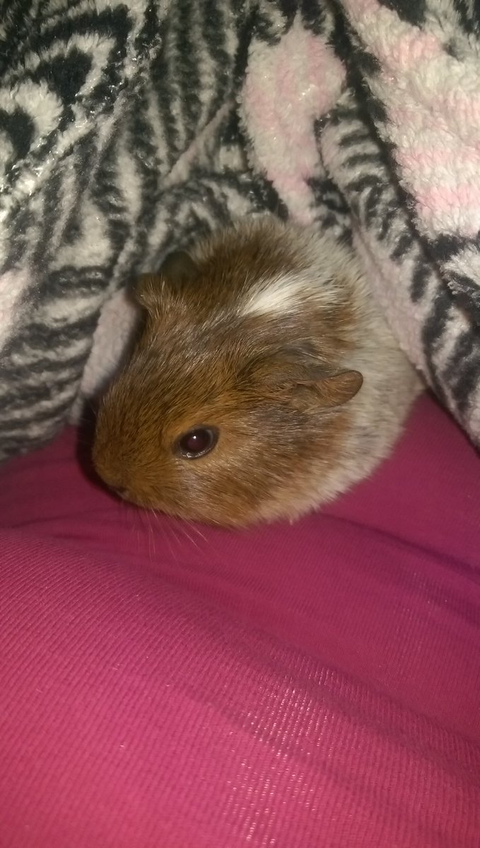 Crystal88566490's tweet photo. My baby boy peanut. #guineapig #babyboy #babyguineapig #livehim https://t.co/kktStazuNQ
