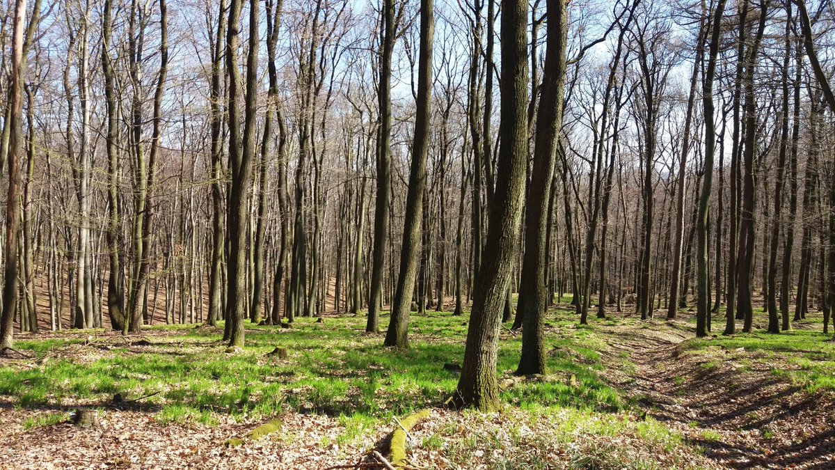 InternationaBA's tweet image. Spring time in the forrest