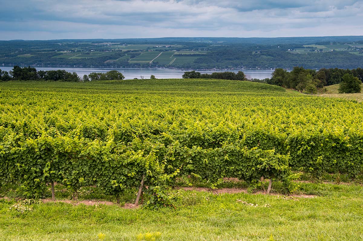 NY and CA reaffirm commitment to Clean Power Plan, regardless of action taken in Washington: on.ny.gov/2nwLcvY