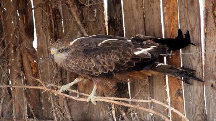 Zehirlenen Kara Çaylak Tedavi Altına Alındı heryerdekanvar.net/zehirlenen-kar…