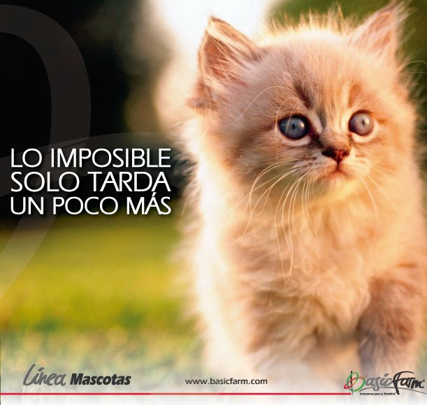 BasicFarm's tweet photo. #BasicFrases: "Lo imposible solo tarda un poco más". #Felizmartes #Mascotas #gato #BasicFarm https://t.co/vhwrITJw09