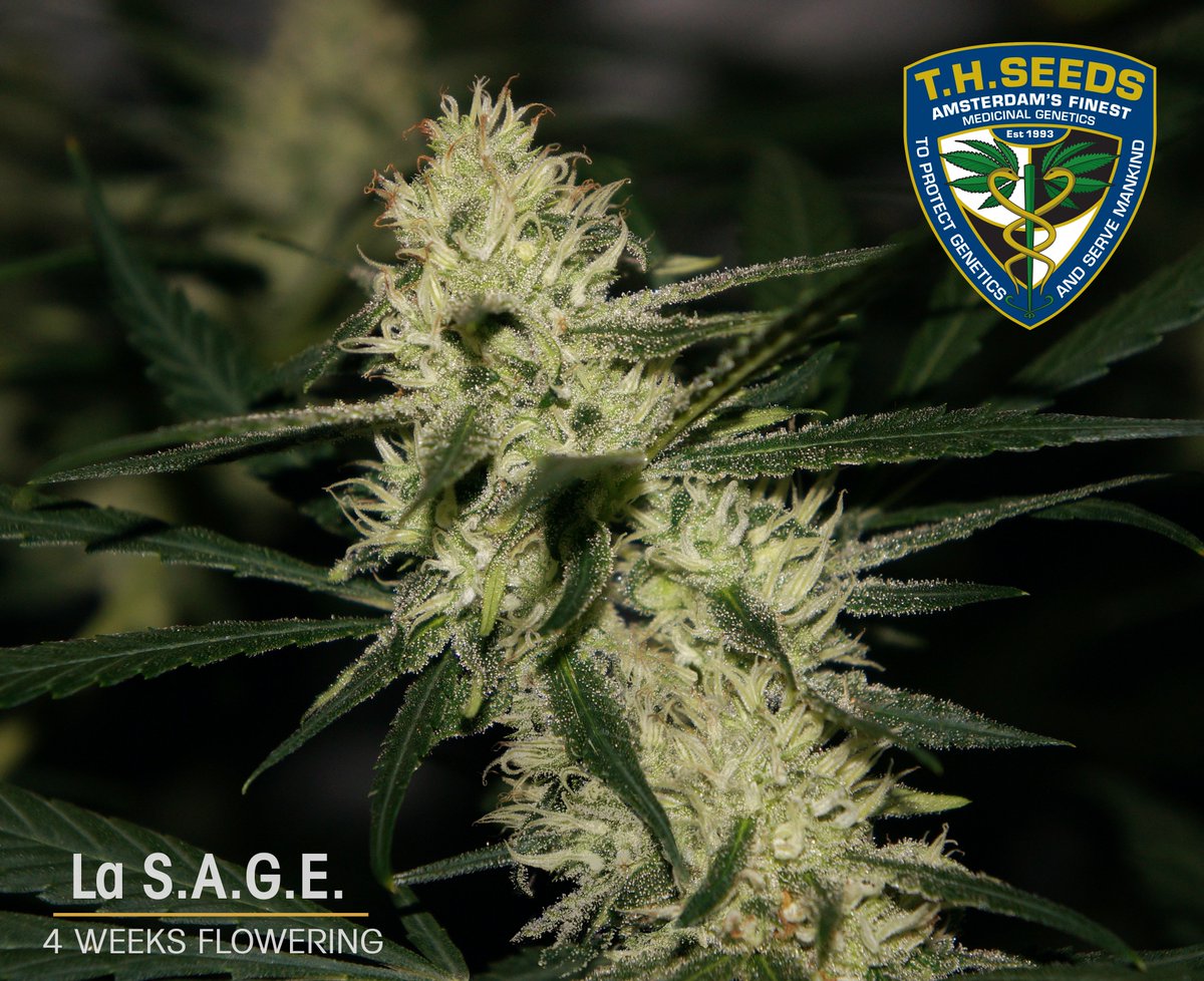 T.H.Seeds® Amsterdam tweet media