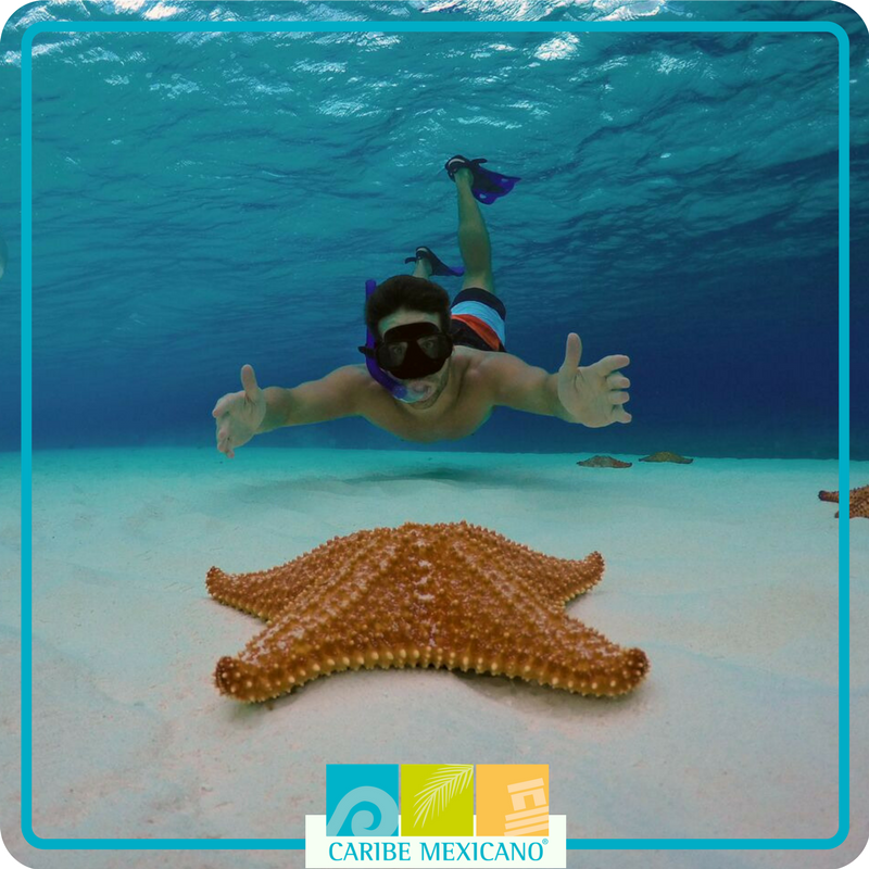 visitacaribemex's tweet image. Ya no tienes que esperar a que te bajen las estrellas, en #ElCieloIslaCozumel las puedes ver de cerca #TravelEnjoyRespect #TianguisTurístico