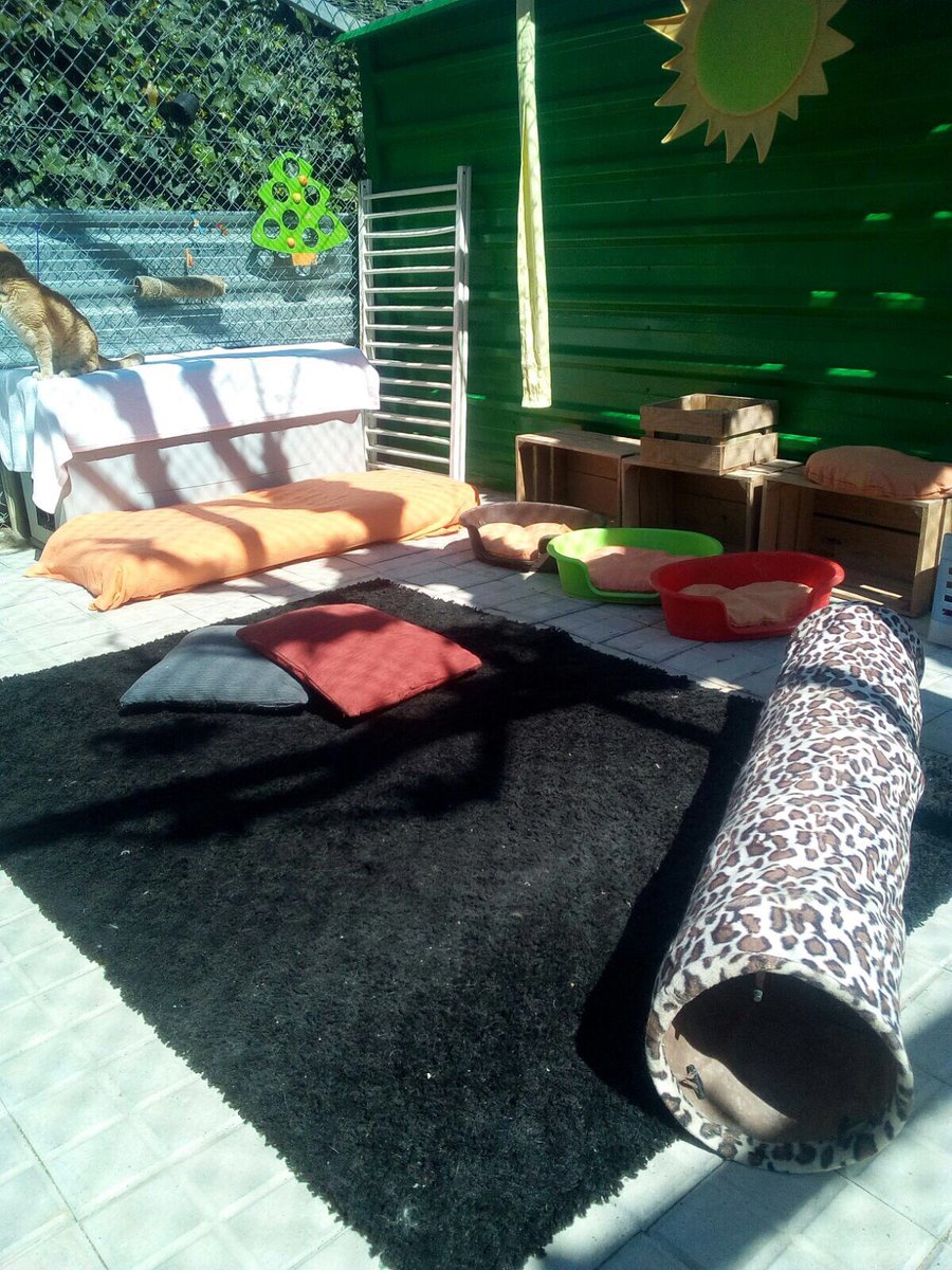 HelpGuau's tweet photo. Os gusta nuestra gatera? 
Ven a visitarnos y a conocer a todos nuestros gatitos! 
Help guau 937561114 https://t.co/zexparVWCM