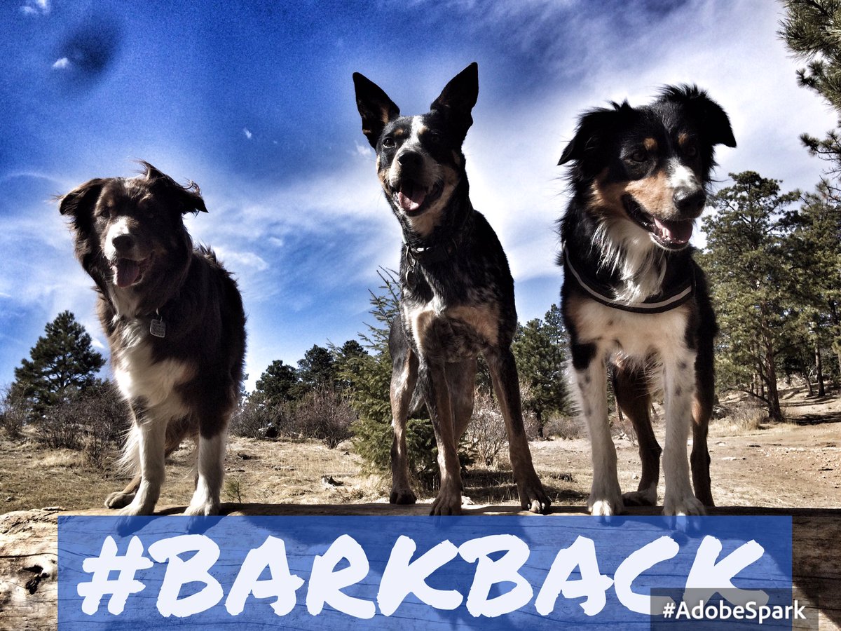 FLYNDOGSPORTS's tweet image. @FEDPBarkBack  Dogs need off leash exercise to be happy and healthy!