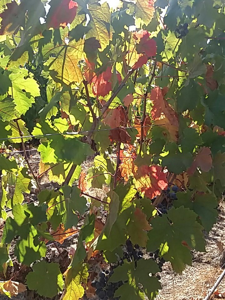 marcelogarciade's tweet photo. Carmenere de Lolol https://t.co/MDMlGtehk8