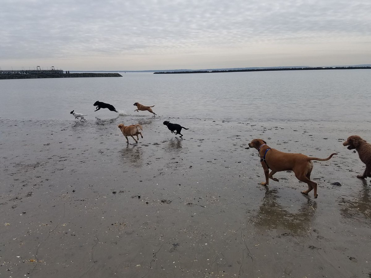 News12WC's tweet photo. NEWS 12 WC WILDLIFE WEDNESDAY POD:  Ilana J Costello for her photo “Ilana's Paw Patrol” playing at Rye Beach https://t.co/s045fSONbn
