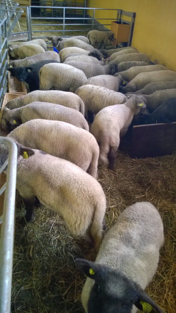 Woolenberg's tweet photo. #LAMBS #HAPPY #WOOLENBERG https://t.co/00Kia8aTzu
