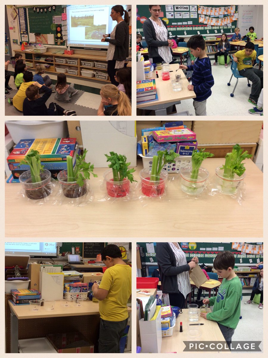 mrs_fleuryfata's tweet image. Our investigation: how plants abosorb &amp;amp; naturally clean pollutants in H2o with Ms. Gillian! #EIRProgram #learning partnerships #ocsbDL