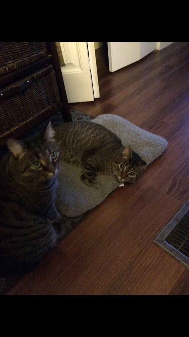 DenverTheCat67's tweet photo. Me and my brother are having a little chat #talkitive #meow https://t.co/bnfO0TpAL2