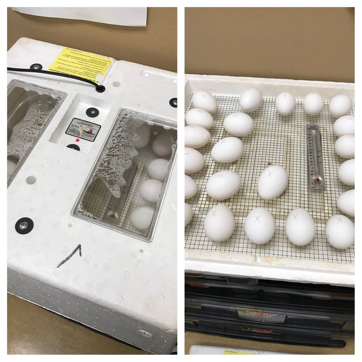 MrsRachelChurch's tweet photo. We now have 22 new babies to care for in my first grade class!! Wish us luck! 🥚🐣🐥  #IChooseBrenham @AltonElementary https://t.co/xkjsAjbQXd