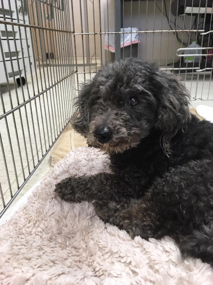 humaneworldorg's tweet photo. Our friends @EnidSPCA received this sweet senior "pup" waiting for the perfect forever home! ππ #AdoptDontShop #HSUSEPP https://t.co/VxuLtCHSVy