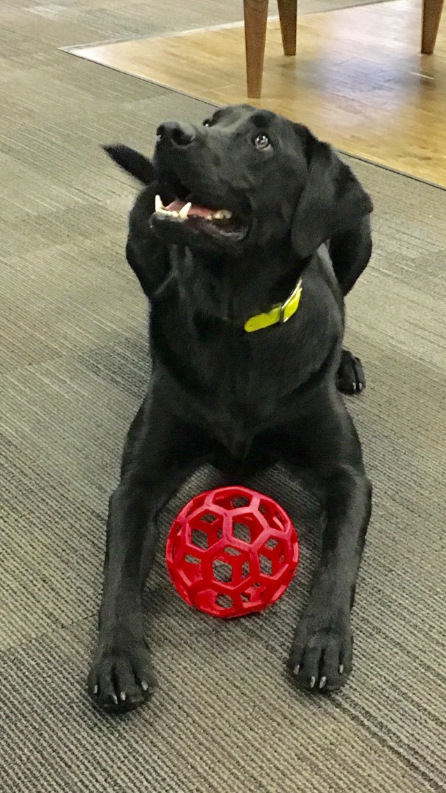 An important start to your snark-free twitter week is "bring your dog to work day." This is Wills. He rocks.