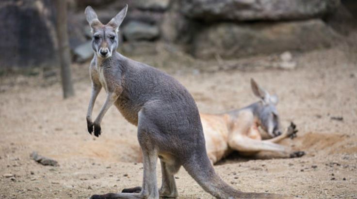 Video shows man walking kangaroo down Detroit street bit.ly/2o4qXqu https://t.co/FnZZIrDyH9