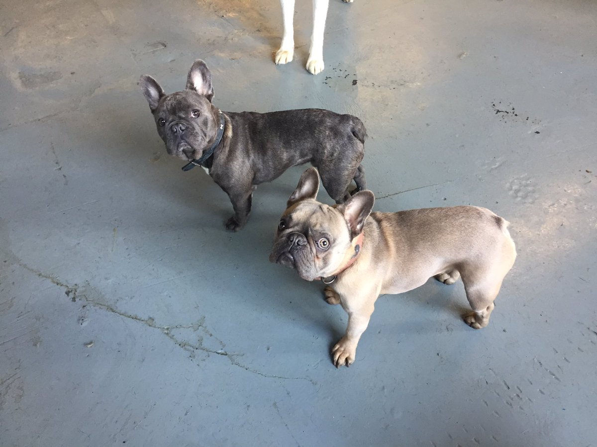 #frenchiesareus #brotherfromanothermother #frenchielife #doggiedaycare #horwich #bolton #playtogether