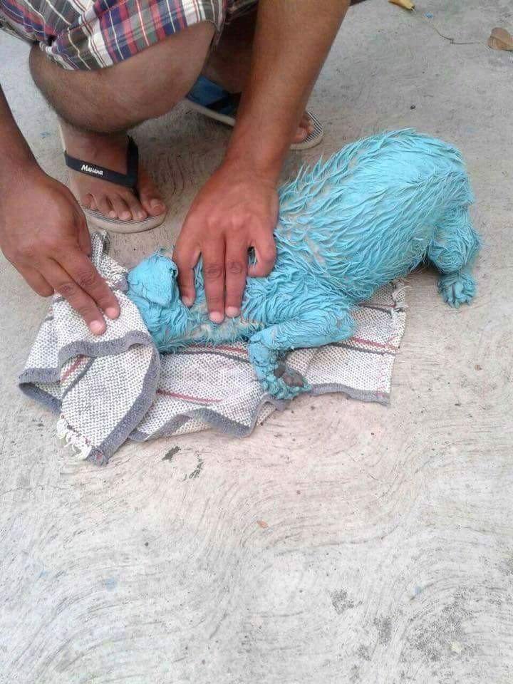chamoy_vivi's tweet photo. @sdpnoticias @AztecaNoticias @AristeguiOnline @NTelevisa_com @Imagen_Mx 
Difundan por favor!!! @CuidandoHuellas https://t.co/aXBVzRBGaN