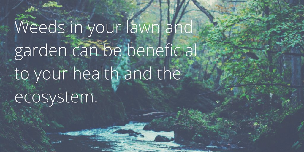 FarmShop_'s tweet photo. We say let 'em grow! Many weeds are beneficial to you and the ecosystem. (Don't eat anything that isn't chemical free!) #WeedAppreciationDay https://t.co/OnNjSMxmx1