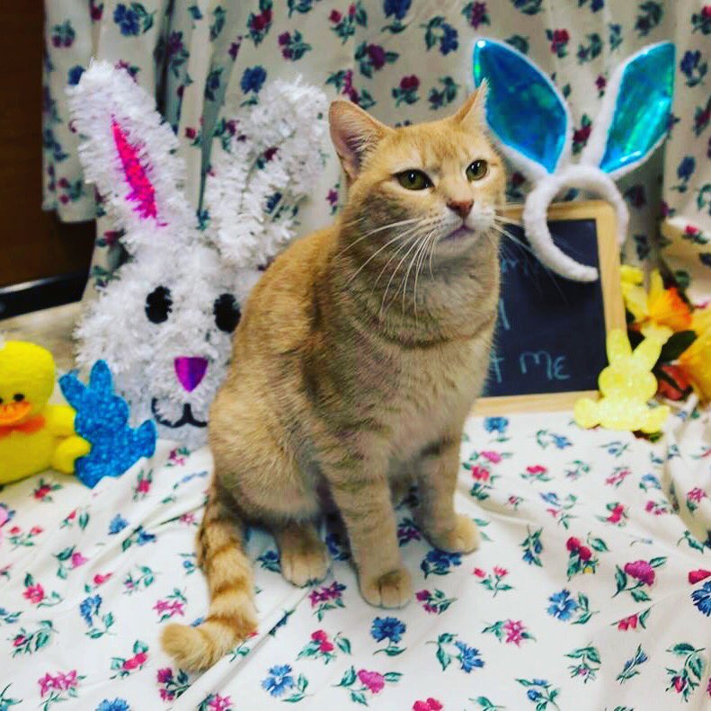 JSAFPets's tweet photo. Take #Easter photos with your furry friend this weekend n meet some of our #adoptable #kitties! at #howellnj #petsmart https://t.co/KPWCZXlcAA