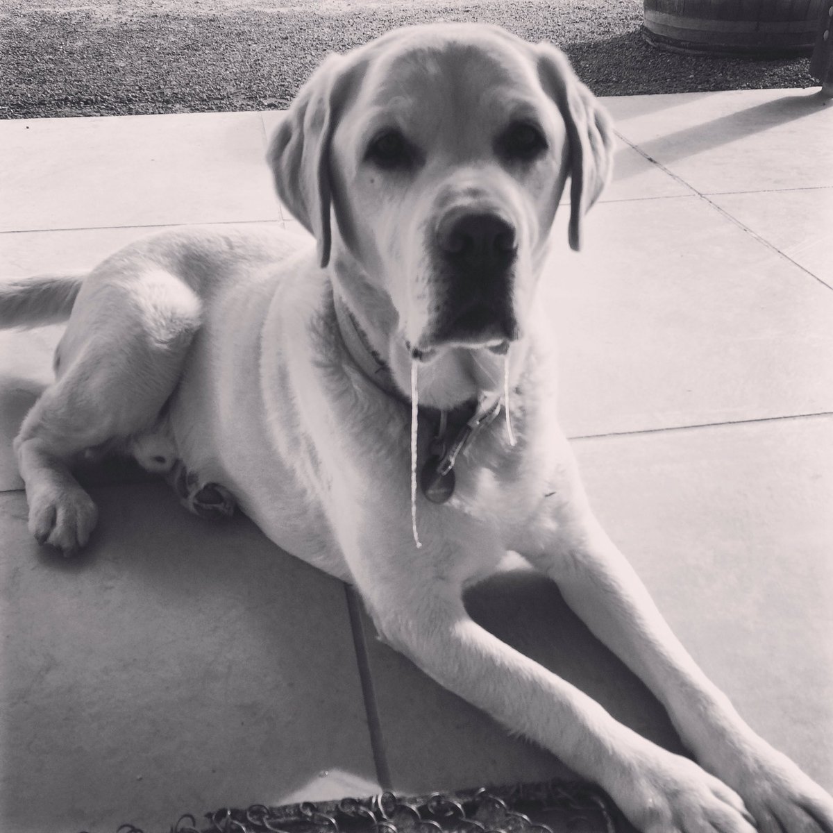 mcjcook's tweet photo. No need for a watch. Monty says it's time for smoko #nzwine #winedogs https://t.co/pWHcsW5GAl