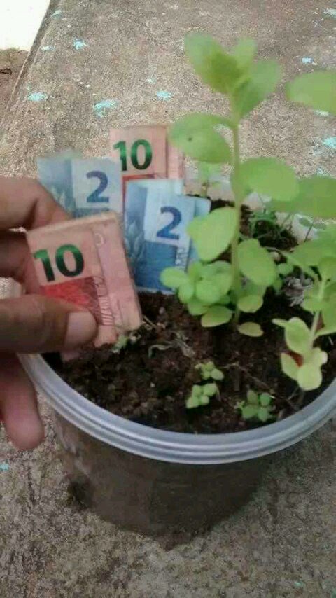 FernandoBragab's tweet photo. A gente colhe o que planta https://t.co/rp2uPmi8Zy