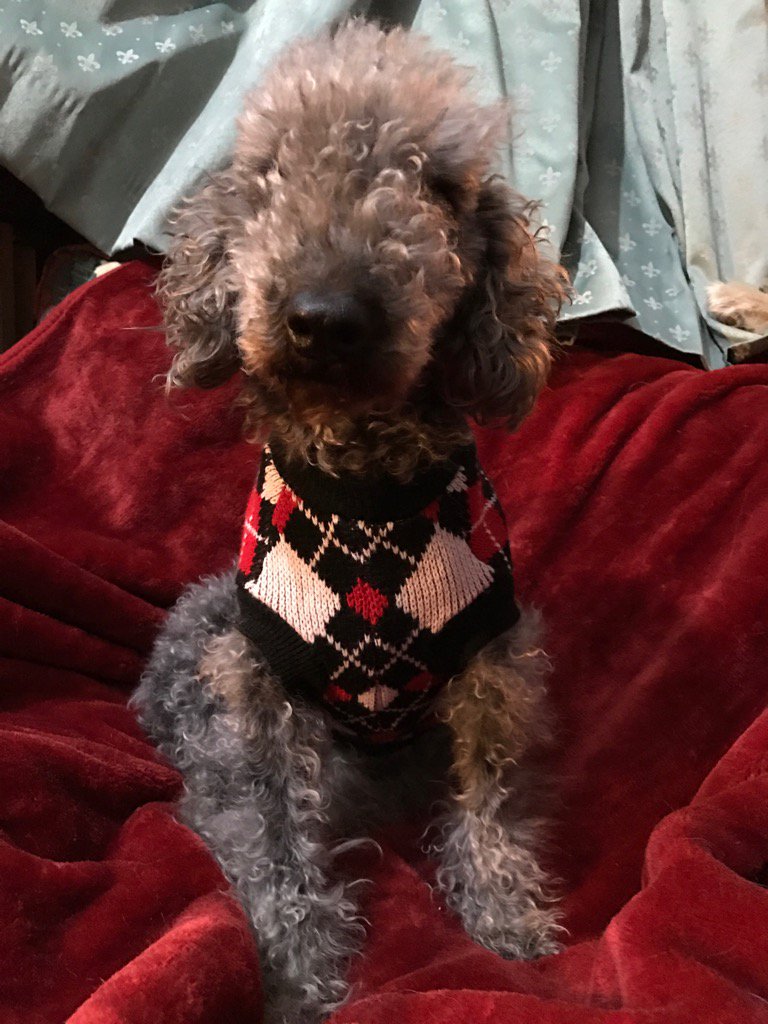 HuwsThere's tweet photo. I always wear it better! ππ #HuwWoreItBetter #LoveLondon #BeThatDog #DogsThatBlog https://t.co/AmUDunRjeR