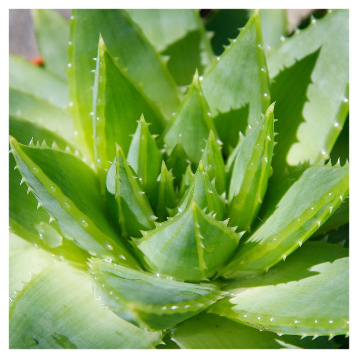 #Aloe is a medicinal plant - the leaves can be used for soothing + healing.🌿 That's why it's a key ingredient in CV Rescue + Relief Spray.💚