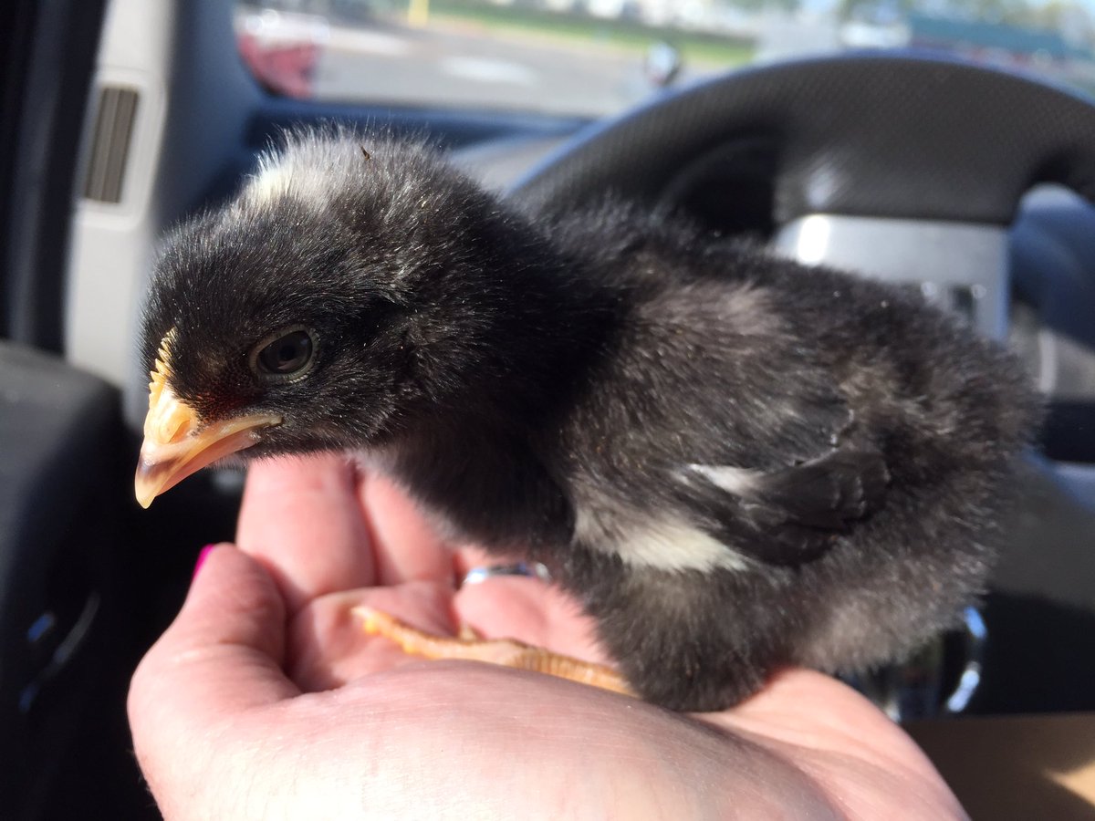 SuzyFHomemaker's tweet image. My favorite days @TractorSupply #chickdays #newflock #crazychickenlady