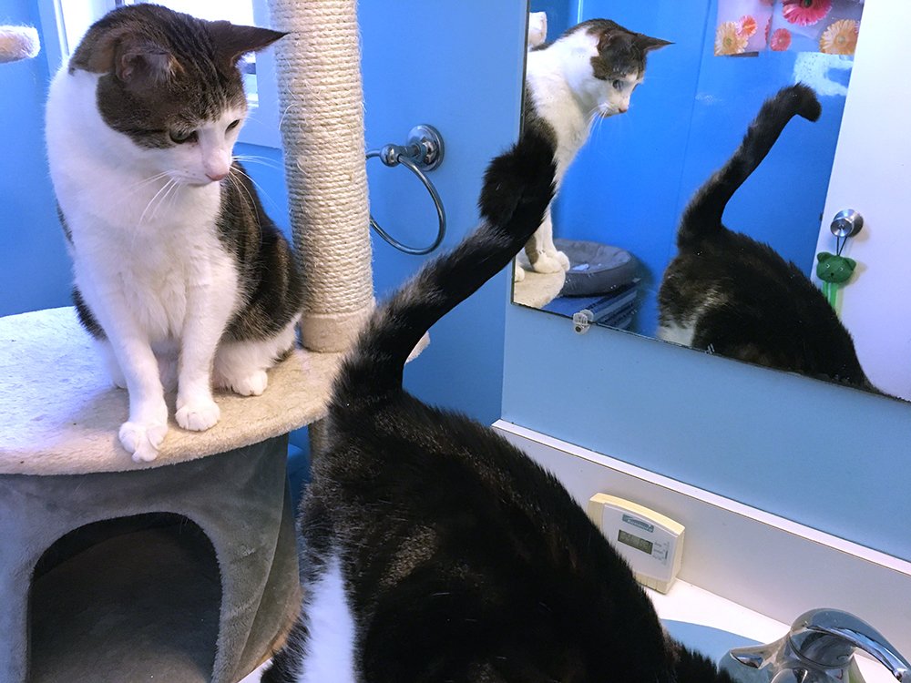 Kitten Associates (@KittenAssociate) / Posts / X